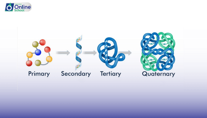 Lesson 04: Proteins - Basis of Classification and Structure-Function Relationship